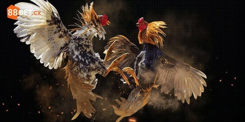 Cá Cược Đá Gà 88BET - Sân Chơi Siêu Hấp Dẫn Trên Thị Trường Mẹo cá cược đá gà hay