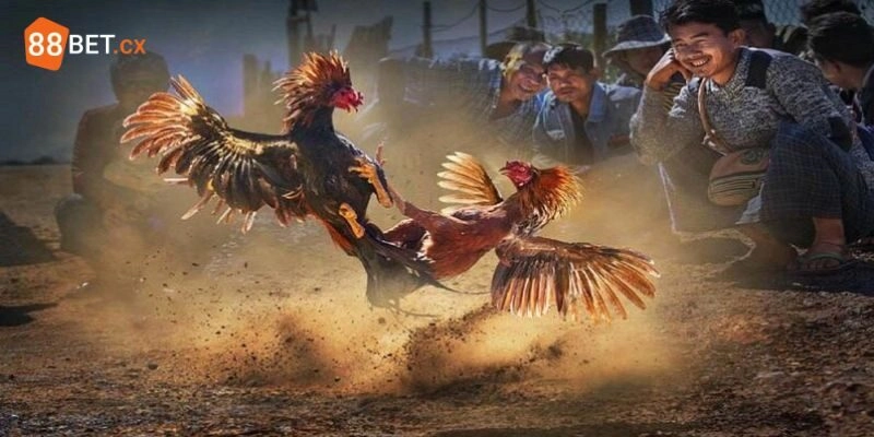 Cá Cược Đá Gà 88BET - Sân Chơi Siêu Hấp Dẫn Trên Thị Trường Cá cược đá gà 88BET